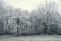 Paysage d'hiver avec des arbres mûrs