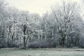 Winterlandschaft mit reifen Bäumen von Trinet Uzun