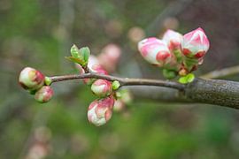 Une branche de bourgeons de cognassier rose sur Iris Holzer Richardson