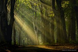 The beech trees by Aspectus | Design en Realisatie