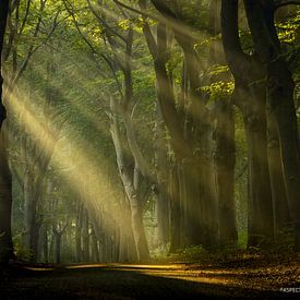 De beukenbomen van Aspectus | Design en Realisatie