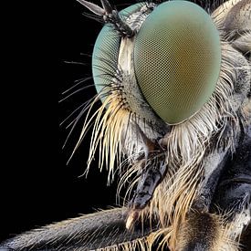 Robberfly sur marco jongsma