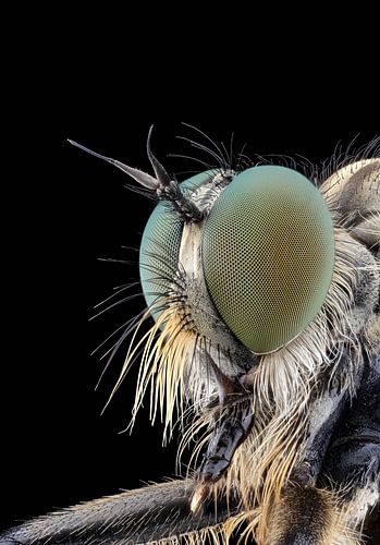 Robberfly by marco jongsma