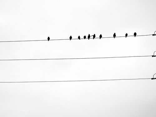 Spatzen in Schwarz-Weiss