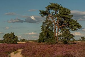 Landschaft lila Moor