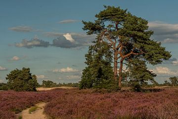 Landschaft lila Moor von Susan van Etten