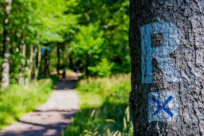 Beautiful landscape at the Rennsteig/Thuringian Forest by Oliver Hlavaty
