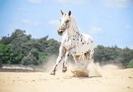 Appaloosa paard in de vrijheid van Sanne Harmsen thumbnail