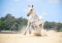 Appaloosa paard in de vrijheid