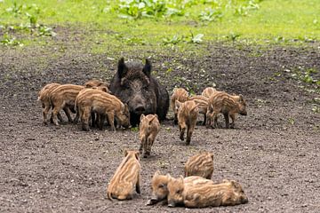 Wild boar with her little ones by Merijn Loch