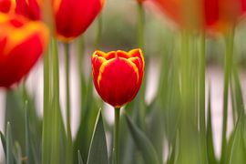 Tulpen