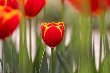 Tulpen van Yvon NL