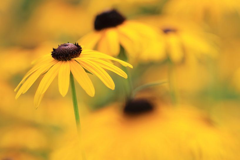 Gelber Sonnenhut (Rudbeckia Fulgida) von Jacqueline Gerhardt