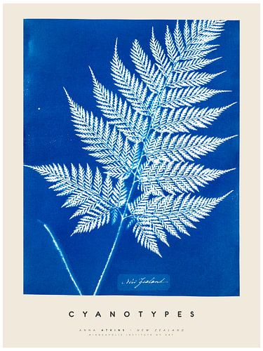 Anna Atkins - Cyanotypes - Nouvelle-Zélande