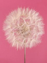 Farbe versus Natur – Rosa mit einem Morgenstern von Marjolijn van den Berg