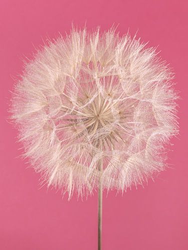 Couleur contre nature - Rose et étoile du matin sur Marjolijn van den Berg