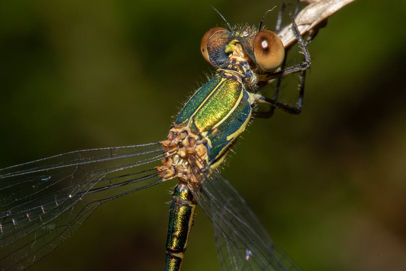 Kopf einer Kleinlibelle (Woodumped Damselfly) von Anne Ponsen