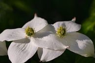 Les fleurs blanches de Cornus kousa au printemps par Ulrike Leone Aperçu