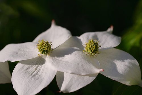 Die weißen Blüten von Cornus kousa im Frühling