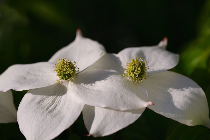 Les fleurs blanches de Cornus kousa au printemps par Ulrike Leone