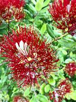 New Zealand Pohutukawa