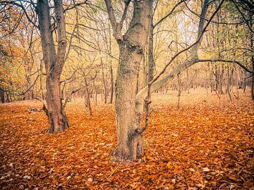 autumn colors in a forest by Martijn Tilroe