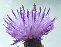 Thistle in the dew