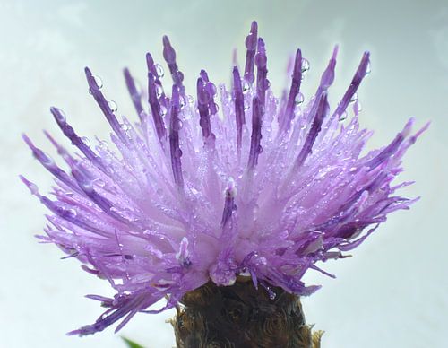 Distel in de dauw