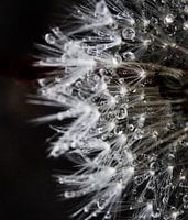Dandelion with rain drops