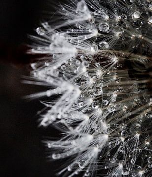 Dandelion with rain drops by Klik! Images