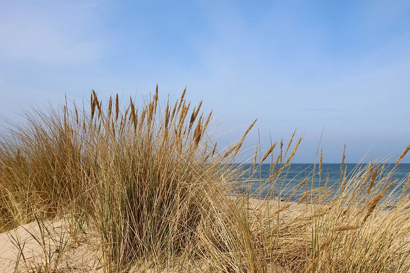 Strandhafer im April von Ostsee Bilder