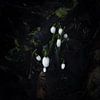 Perce-neige de l'humeur. sur Photographie de Justin Sinner (Photographe à Texel)