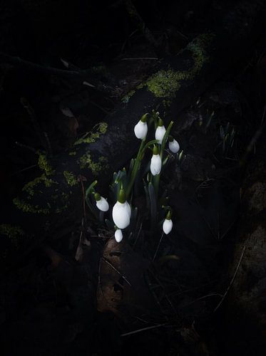 Moody Snowdrops.