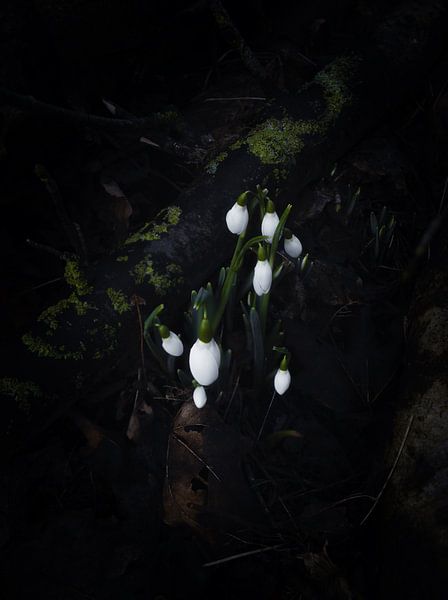Moody Snowdrops. by Justin Sinner Photography (Photographer on Texel)