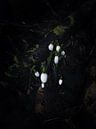 Moody Snowdrops. by Justin Sinner Photography (Photographer on Texel) thumbnail