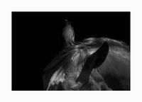 Ears of a Horse