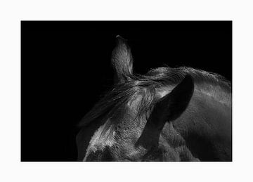 Ears of a Horse van Dmm Fotografie