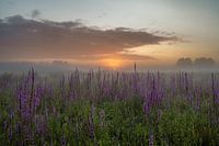Sunrise Inner Field