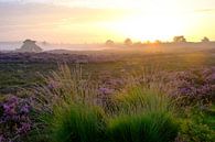 Blooming Heather plants in Heathland landscape during sunrise in by Sjoerd van der Wal thumbnail