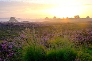 Blooming Heather plants in Heathland landscape during sunrise in