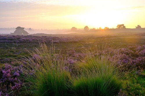 Bloeiende Heideplanten in Heidelandschap tijdens zonsopgang in de zomer op de Veluwe