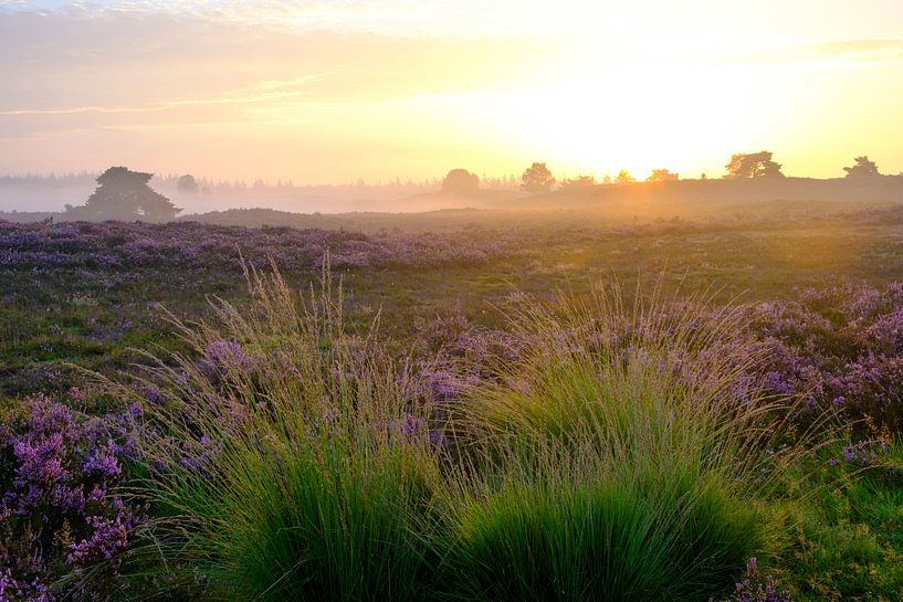 Blooming Heather plants in Heathland landscape during sunrise in by Sjoerd van der Wal