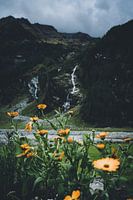 Blumen im Habachtal