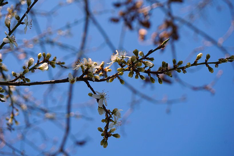 Blüte von Angela Seubring