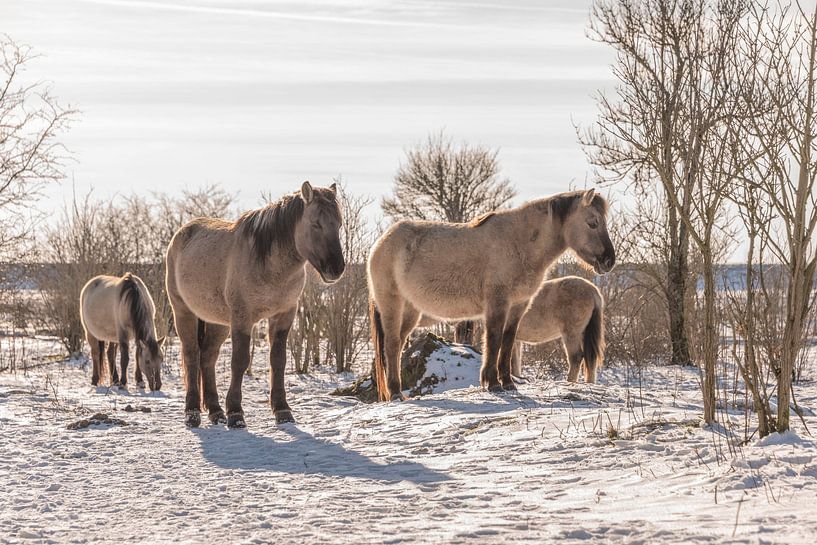 Koniks dans la neige par Ans Bastiaanssen