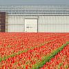 Rode tulpen in een strakke omlijsting van Remco Swiers