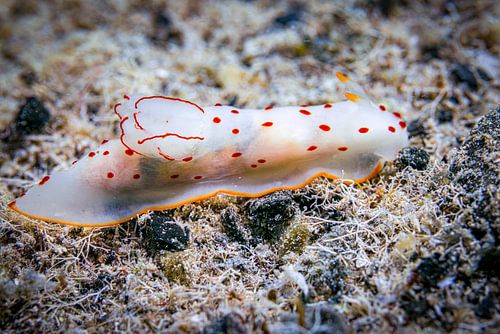 Witte zeeslak, Rode Zee, Egypte