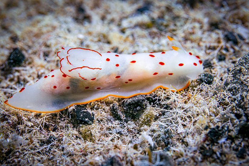 Witte zeeslak, Rode Zee, Egypte van Travel Tips and Stories