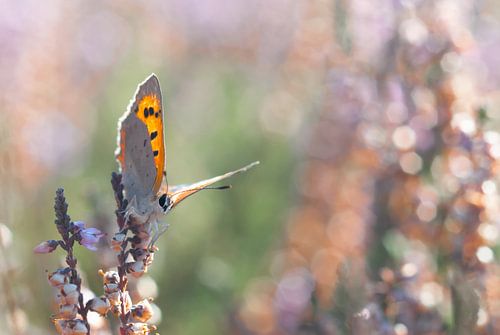 Vuurvlinder in heide