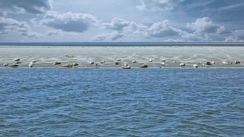 Zeehonden Waddenzee Terschelling